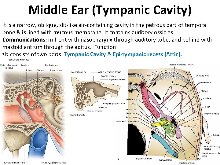 Middle Ear (Tympanic Cavity) It is a narrow, oblique, slit-like air-containing cavity in the