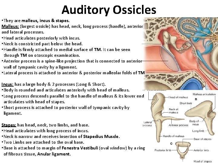 Auditory Ossicles • They are malleus, incus & stapes. Malleus: (largest ossicle) has head,