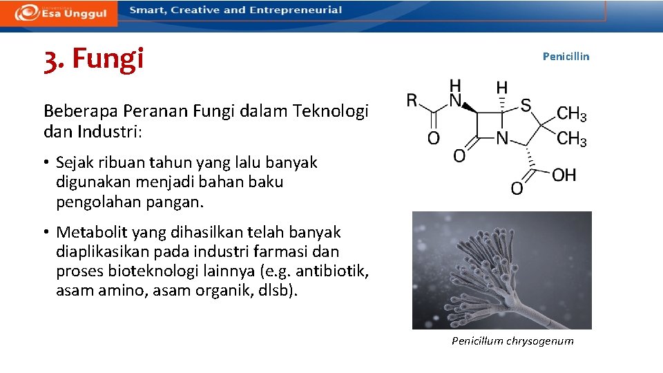 3. Fungi Penicillin Beberapa Peranan Fungi dalam Teknologi dan Industri: • Sejak ribuan tahun