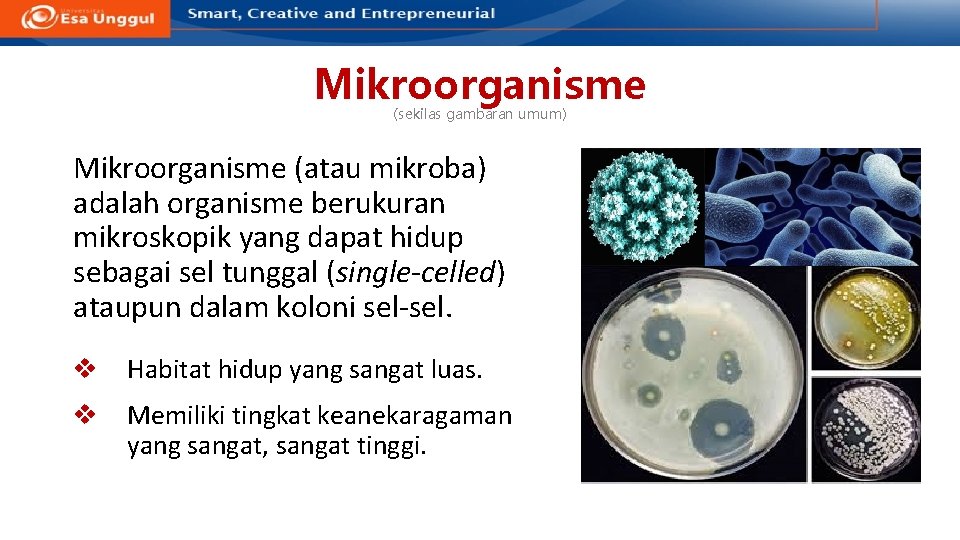 Mikroorganisme (sekilas gambaran umum) Mikroorganisme (atau mikroba) adalah organisme berukuran mikroskopik yang dapat hidup