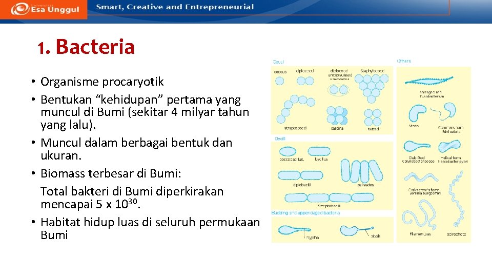 1. Bacteria • Organisme procaryotik • Bentukan “kehidupan” pertama yang muncul di Bumi (sekitar