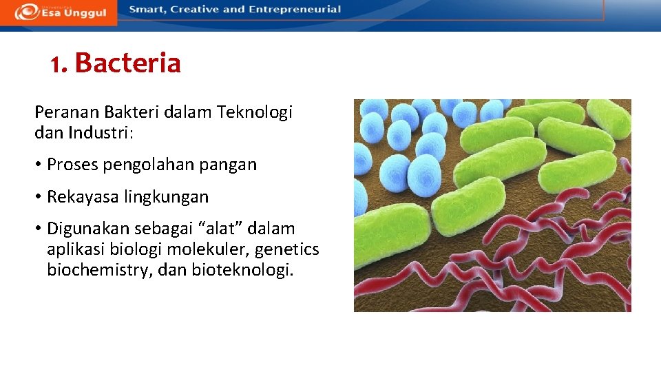 1. Bacteria Peranan Bakteri dalam Teknologi dan Industri: • Proses pengolahan pangan • Rekayasa