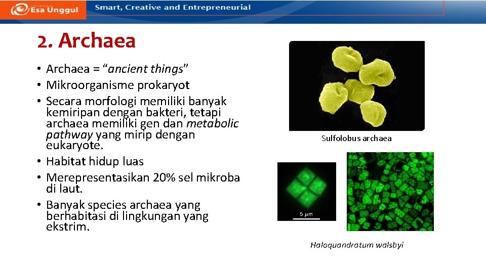 2. Archaea • Archaea = “ancient things” • Mikroorganisme prokaryot • Secara morfologi memiliki