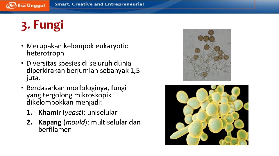 3. Fungi • Merupakan kelompok eukaryotic heterotroph • Diversitas spesies di seluruh dunia diperkirakan