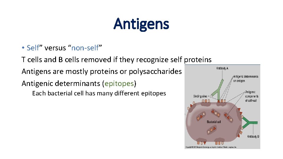 Antigens • Self” versus “non-self” T cells and B cells removed if they recognize