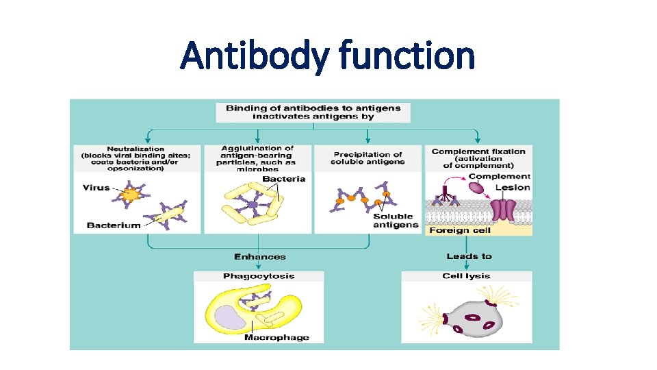 Antibody function 