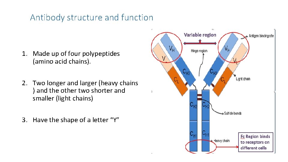 Antibody structure and function 1. Made up of four polypeptides (amino acid chains). 2.