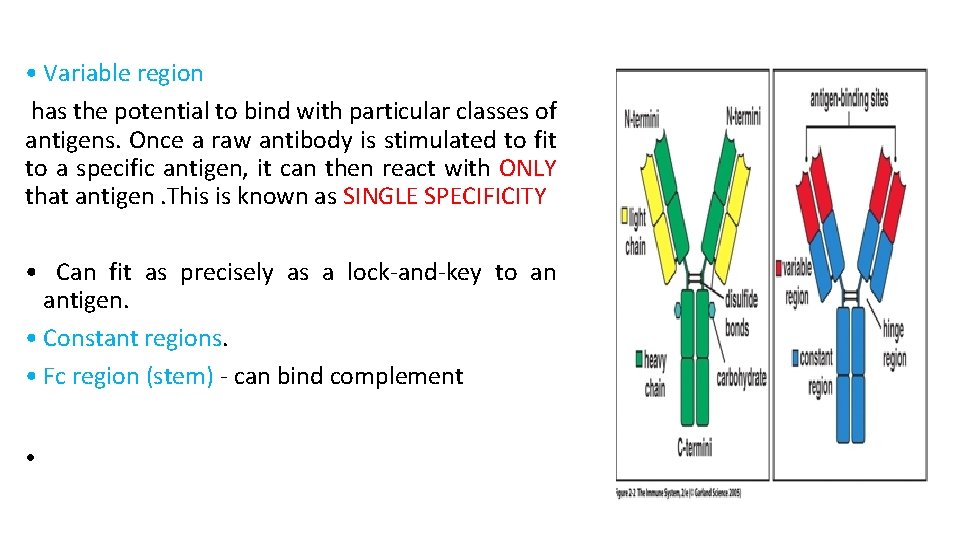  • Variable region has the potential to bind with particular classes of antigens.