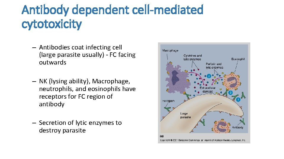 Antibody dependent cell-mediated cytotoxicity – Antibodies coat infecting cell (large parasite usually) - FC