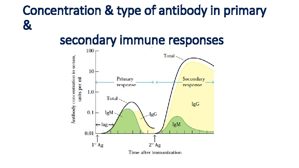 Concentration & type of antibody in primary & secondary immune responses 