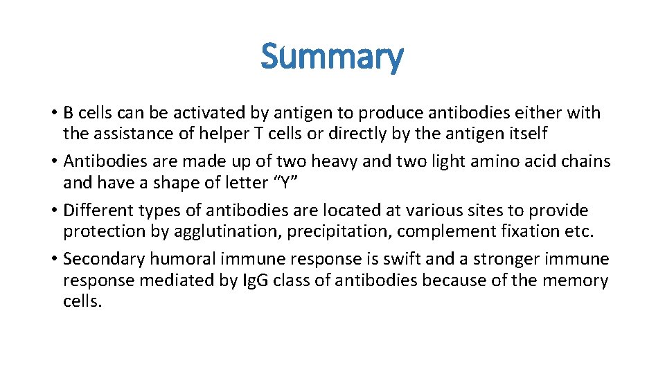 Summary • B cells can be activated by antigen to produce antibodies either with