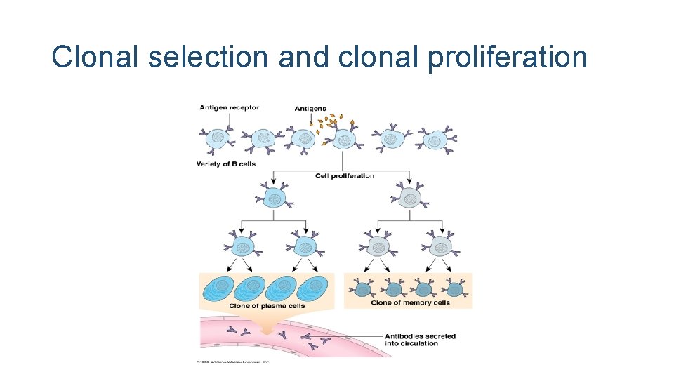 Clonal selection and clonal proliferation 