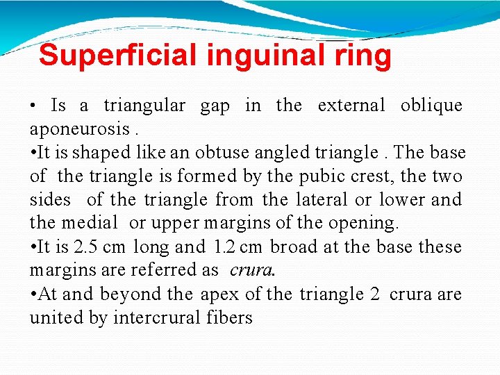 Superficial inguinal ring • Is a triangular gap in the external oblique aponeurosis. • Superficial inguinal ring • Is a triangular gap in the external oblique aponeurosis. •