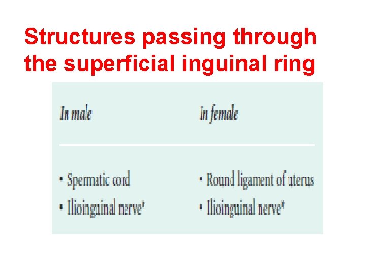 Structures passing through the superficial inguinal ring 