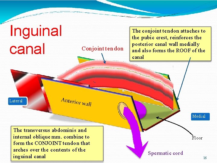 Inguinal canal Conjoint tendon The conjoint tendon attaches to the pubic crest, reinforces the