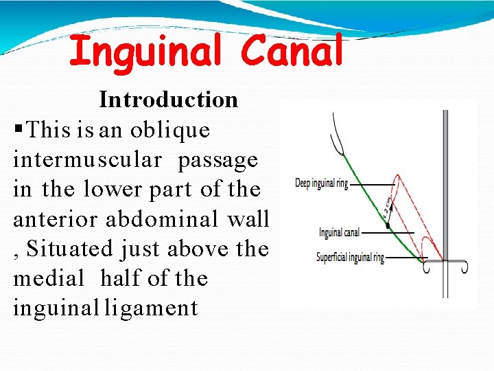 Inguinal Canal Introduction §This is an oblique intermuscular passage in the lower part of