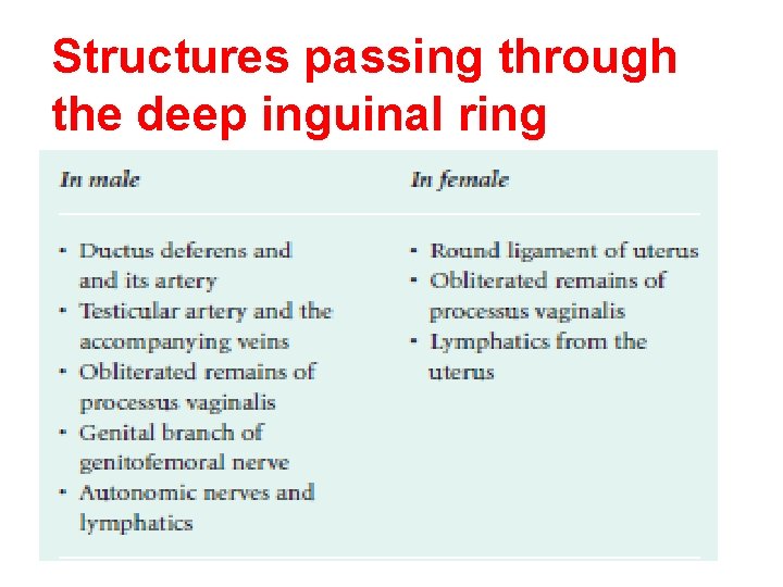 Structures passing through the deep inguinal ring 