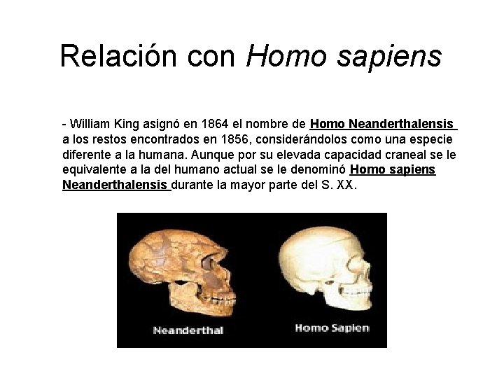 EL HOMBRE NEANDERTAL Semejanzas y diferencias con el