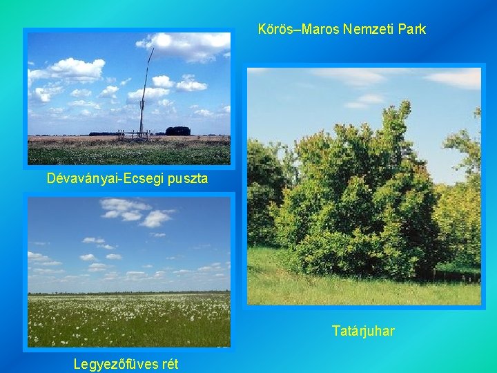 Körös–Maros Nemzeti Park Dévaványai-Ecsegi puszta Tatárjuhar Legyezőfüves rét 