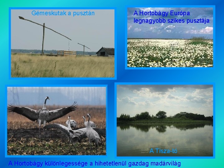 Gémeskutak a pusztán A Hortobágy Európa legnagyobb szikes pusztája A Tisza-tó A Hortobágy különlegessége