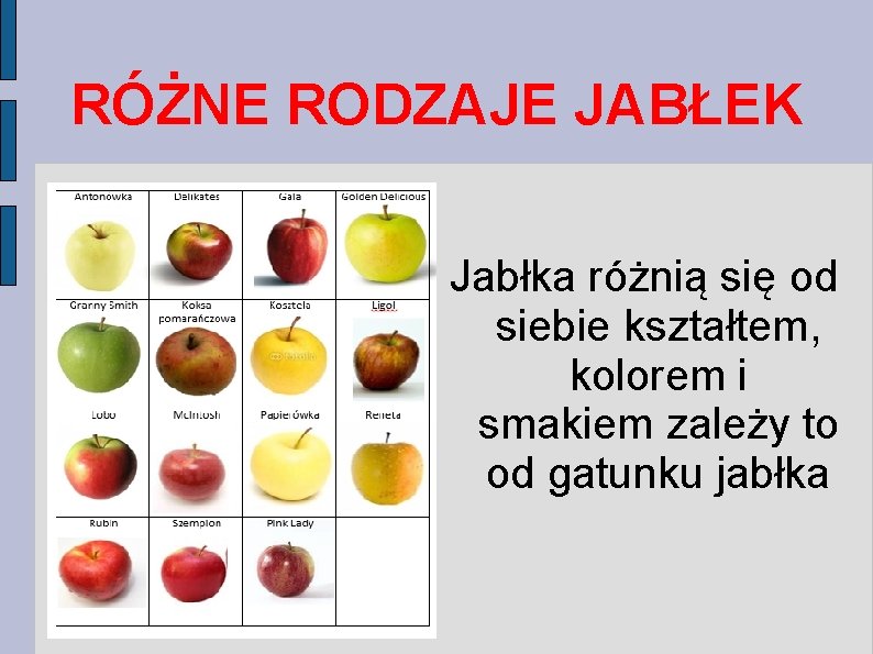 RÓŻNE RODZAJE JABŁEK Jabłka różnią się od siebie kształtem, kolorem i smakiem zależy to