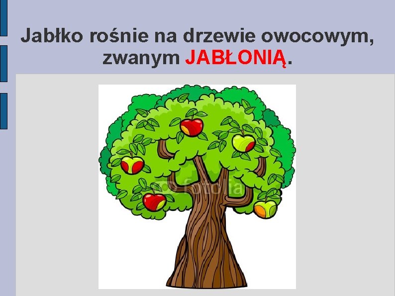 Jabłko rośnie na drzewie owocowym, zwanym JABŁONIĄ. 