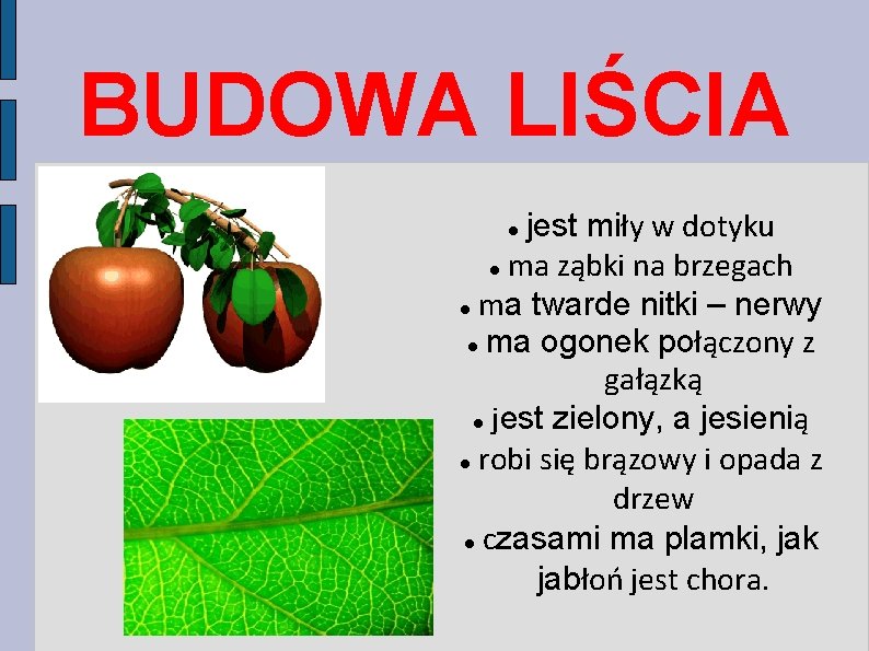 BUDOWA LIŚCIA jest miły w dotyku ma ząbki na brzegach ma twarde nitki –