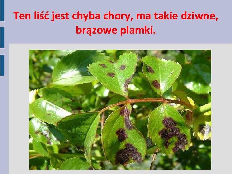 Ten liść jest chyba chory, ma takie dziwne, brązowe plamki. 