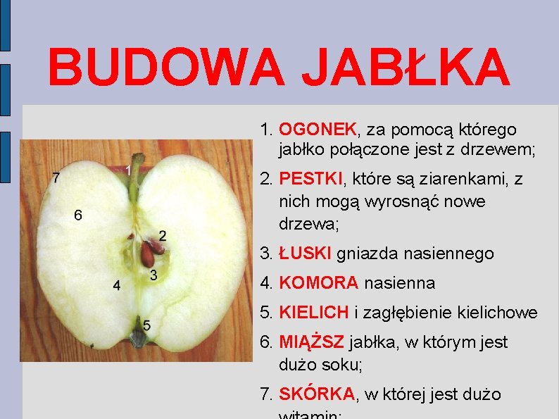 BUDOWA JABŁKA 1. OGONEK, za pomocą którego jabłko połączone jest z drzewem; 2. PESTKI,