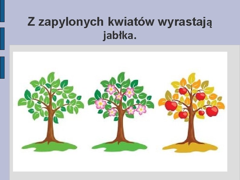 Z zapylonych kwiatów wyrastają jabłka. 