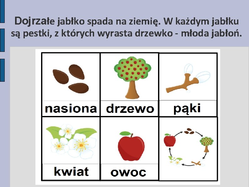 Dojrzałe jabłko spada na ziemię. W każdym jabłku są pestki, z których wyrasta drzewko