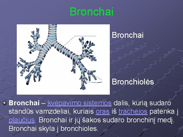 Bronchai Bronchiolės Bronchai – kvėpavimo sistemos dalis, kurią sudaro standūs vamzdeliai, kuriais oras iš