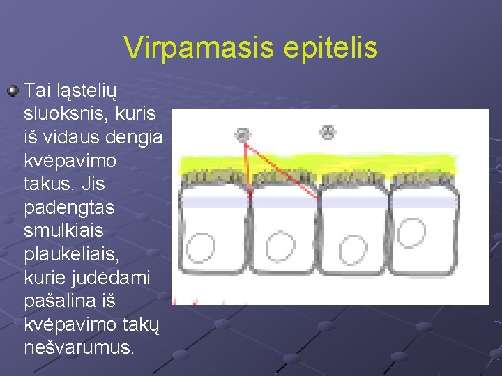 Virpamasis epitelis Tai ląstelių sluoksnis, kuris iš vidaus dengia kvėpavimo takus. Jis padengtas smulkiais