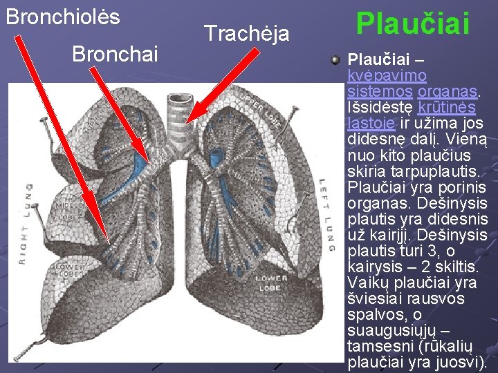 Bronchiolės Bronchai Trachėja Plaučiai – kvėpavimo sistemos organas. Išsidėstę krūtinės ląstoje ir užima jos