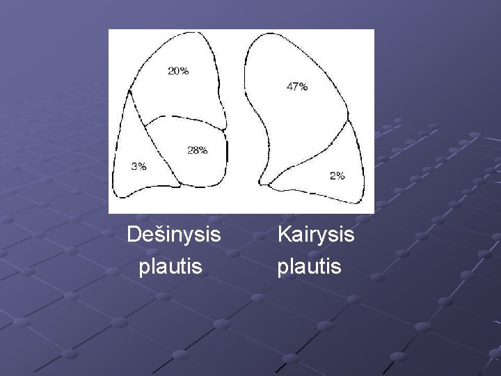 Dešinysis plautis Kairysis plautis 