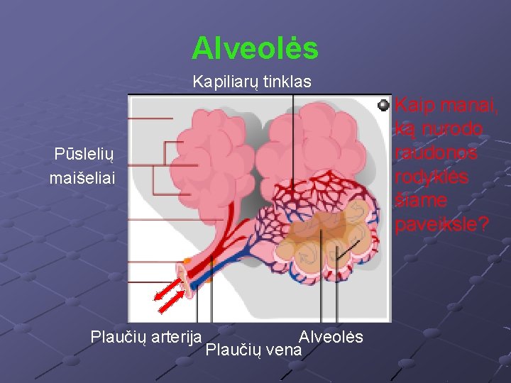 Alveolės Kapiliarų tinklas Kaip manai, ką nurodo raudonos rodyklės šiame paveiksle? Pūslelių maišeliai Plaučių