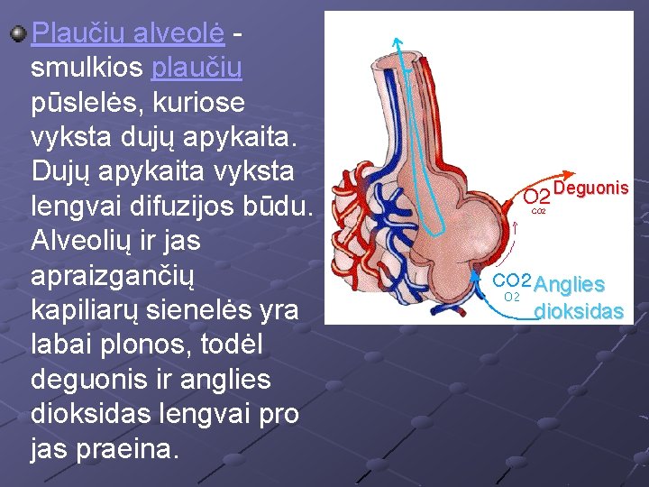 Plaučių alveolė smulkios plaučių pūslelės, kuriose vyksta dujų apykaita. Dujų apykaita vyksta lengvai difuzijos