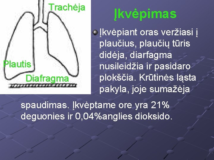 Trachėja Plautis Diafragma Įkvėpimas Įkvėpiant oras veržiasi į plaučius, plaučių tūris didėja, diarfagma nusileidžia