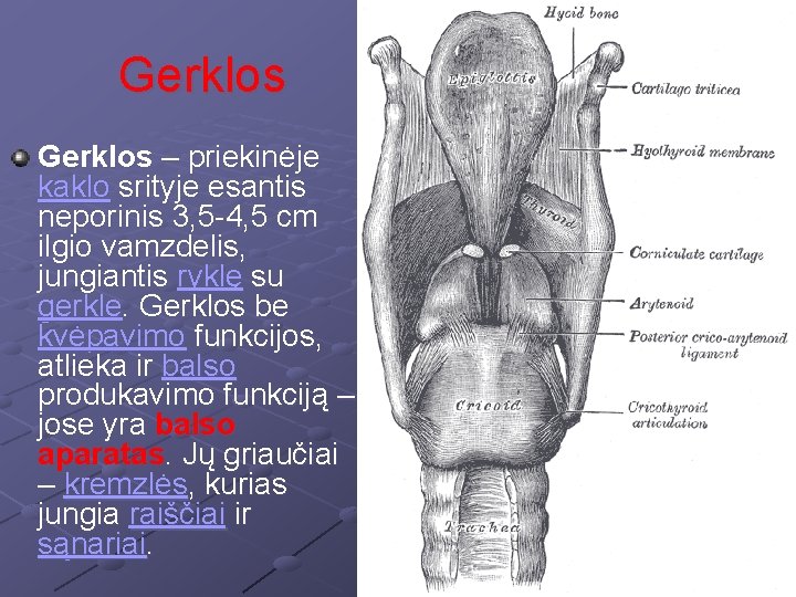 Gerklos – priekinėje kaklo srityje esantis neporinis 3, 5 -4, 5 cm ilgio vamzdelis,