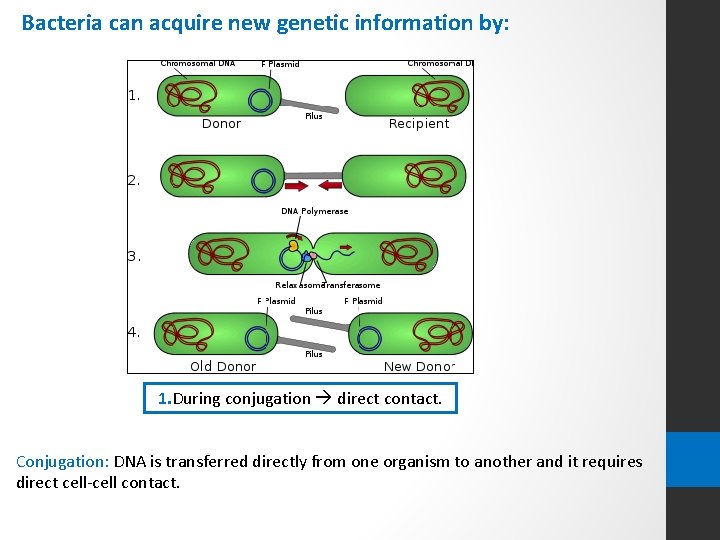 Bacteria can acquire new genetic information by: 1. During conjugation direct contact. Conjugation: DNA