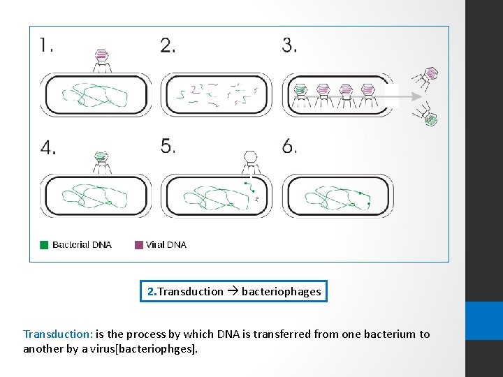 2. Transduction bacteriophages Transduction: is the process by which DNA is transferred from one