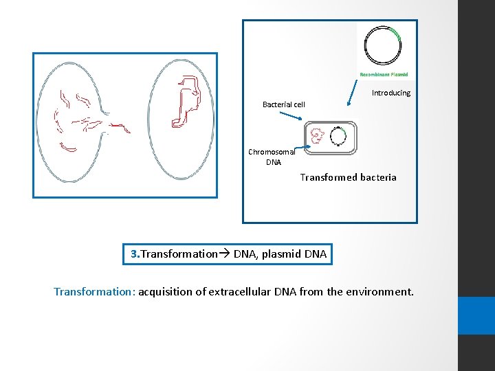 Introducing Bacterial cell Chromosomal DNA Transformed bacteria 3. Transformation DNA, plasmid DNA Transformation: acquisition