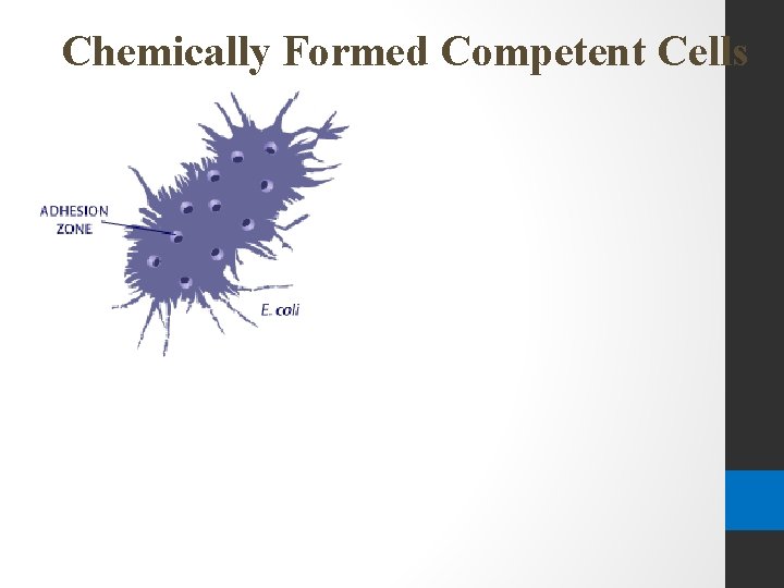 Chemically Formed Competent Cells 