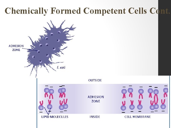Chemically Formed Competent Cells Cont. 
