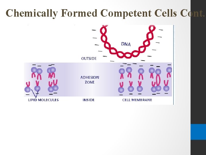 Chemically Formed Competent Cells Cont. 
