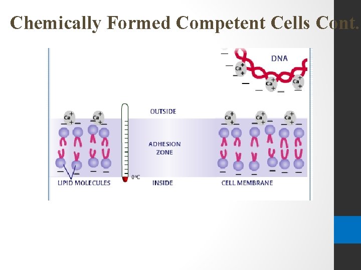 Chemically Formed Competent Cells Cont. 