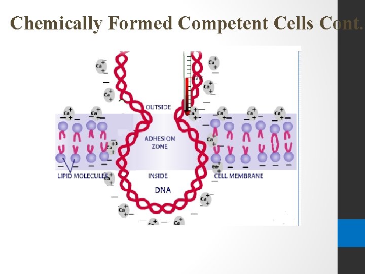 Chemically Formed Competent Cells Cont. 