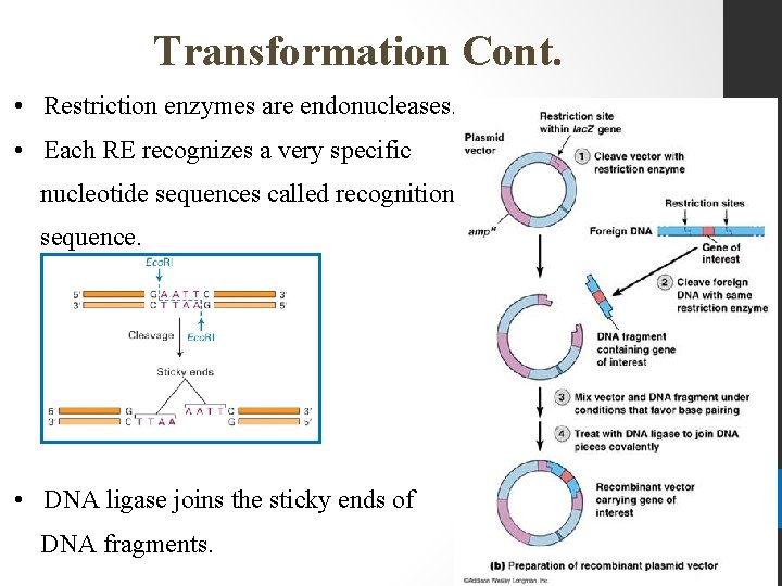 Transformation Cont. • Restriction enzymes are endonucleases. • Each RE recognizes a very specific