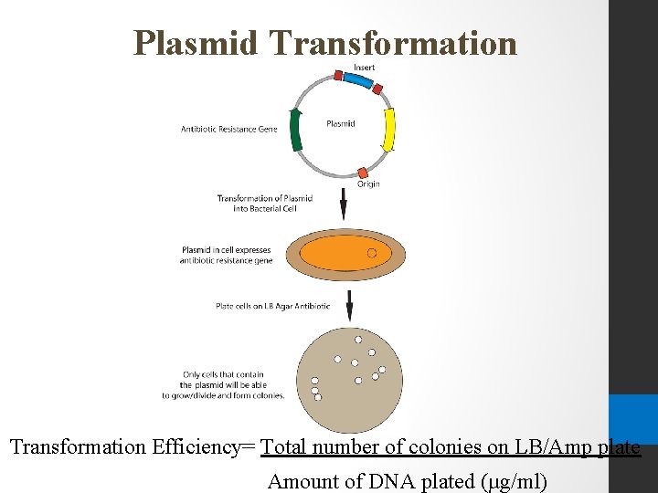 Plasmid Transformation Efficiency= Total number of colonies on LB/Amp plate Amount of DNA plated