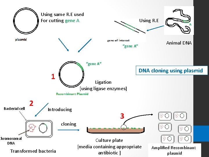 Using same R. E used For cutting gene A Using R. E Animal DNA